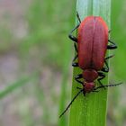 Rotköpfiger Feuerkäfer (Pyrochroa serraticornis)