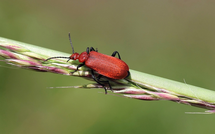 Rotköpfiger Feuerkäfer (Pyrochroa serraticornis)