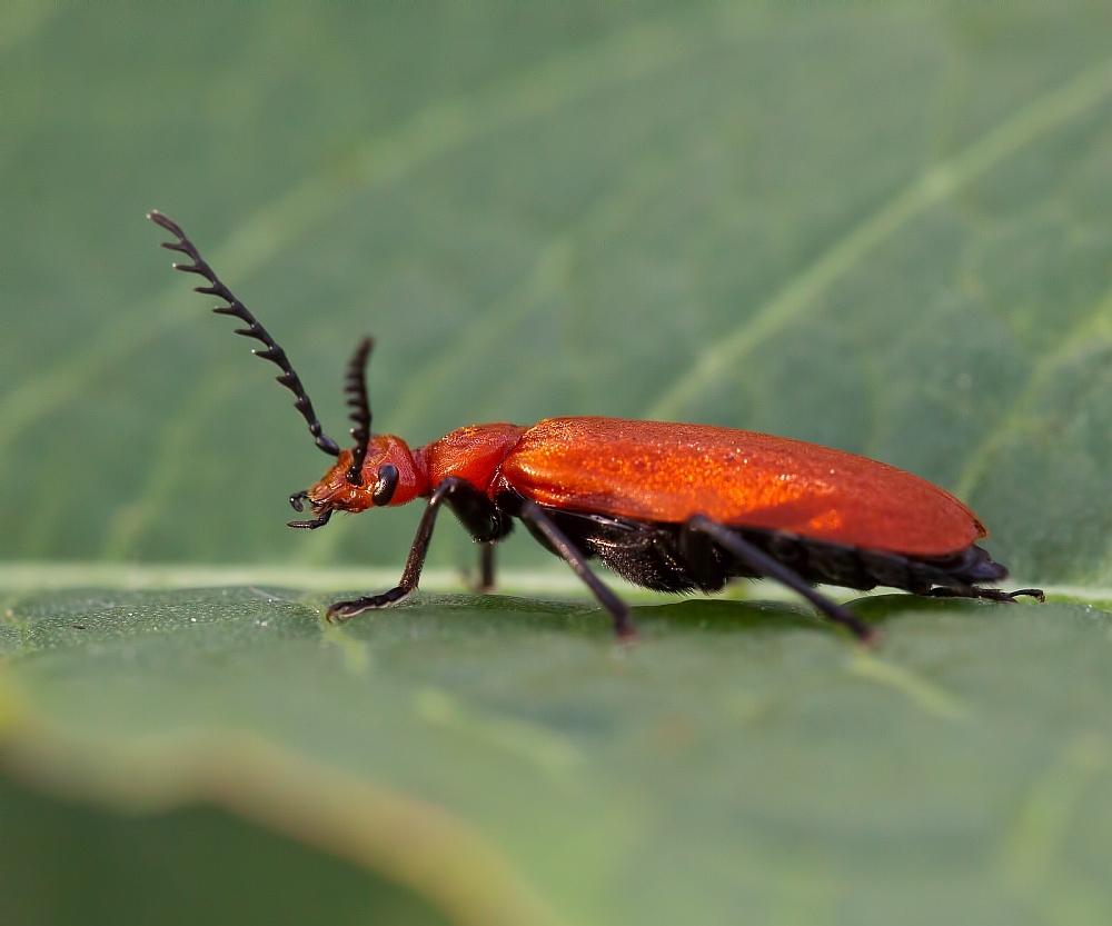 Rotköpfiger Feuerkäfer ( Pyrochroa serraticornis )