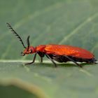 Rotköpfiger Feuerkäfer ( Pyrochroa serraticornis )