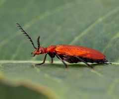 Rotköpfiger Feuerkäfer ( Pyrochroa serraticornis )