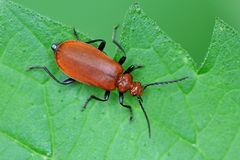 Rotköpfiger Feuerkäfer (Pyrochroa serraticornis)