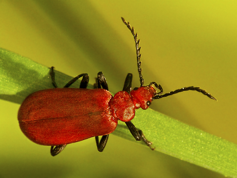 rotköpfiger Feuerkäfer (Pyrochroa serraticornis)