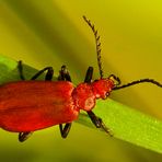 rotköpfiger Feuerkäfer (Pyrochroa serraticornis)