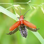 Rotköpfiger Feuerkäfer - Pyrochroa serraticornis