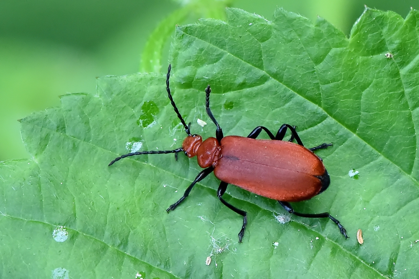 Rotköpfiger Feuerkäfer (Pyrochroa serraticornis)