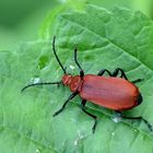 Rotköpfiger Feuerkäfer (Pyrochroa serraticornis)