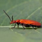 Rotköpfiger Feuerkäfer ( Pyrochroa serraticornis ) II