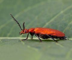 Rotköpfiger Feuerkäfer ( Pyrochroa serraticornis ) II