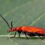 Rotköpfiger Feuerkäfer ( Pyrochroa serraticornis ) III