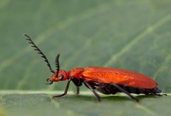 Rotköpfiger Feuerkäfer ( Pyrochroa serraticornis ) III