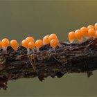 Rotköpfiger Schleimpilz (TRICHIA DECIPIENS)