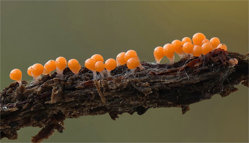 Rotköpfiger Schleimpilz (TRICHIA DECIPIENS)