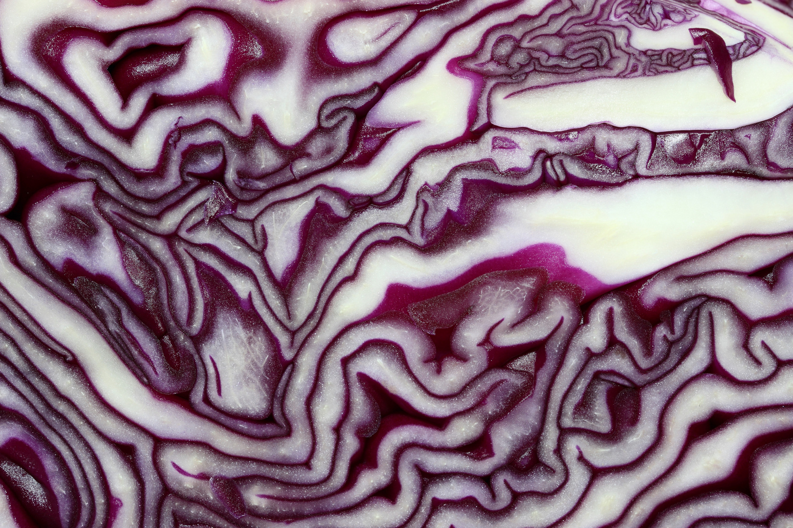 Rotkohl (2)