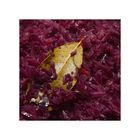 Rotkohl (3)