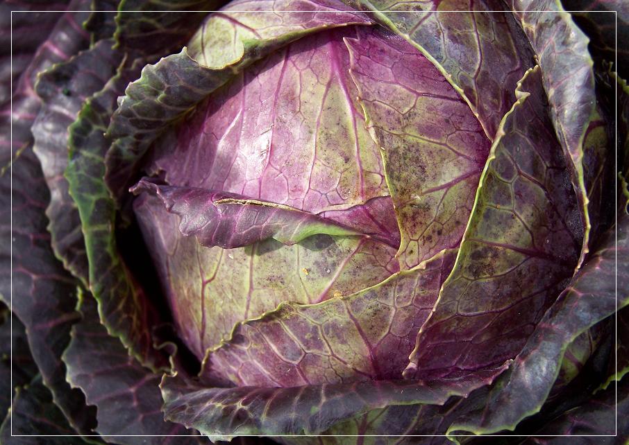 Rotkohl