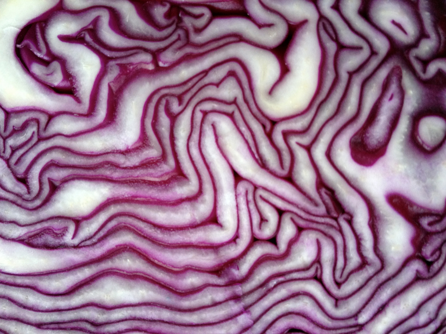 Rotkohl