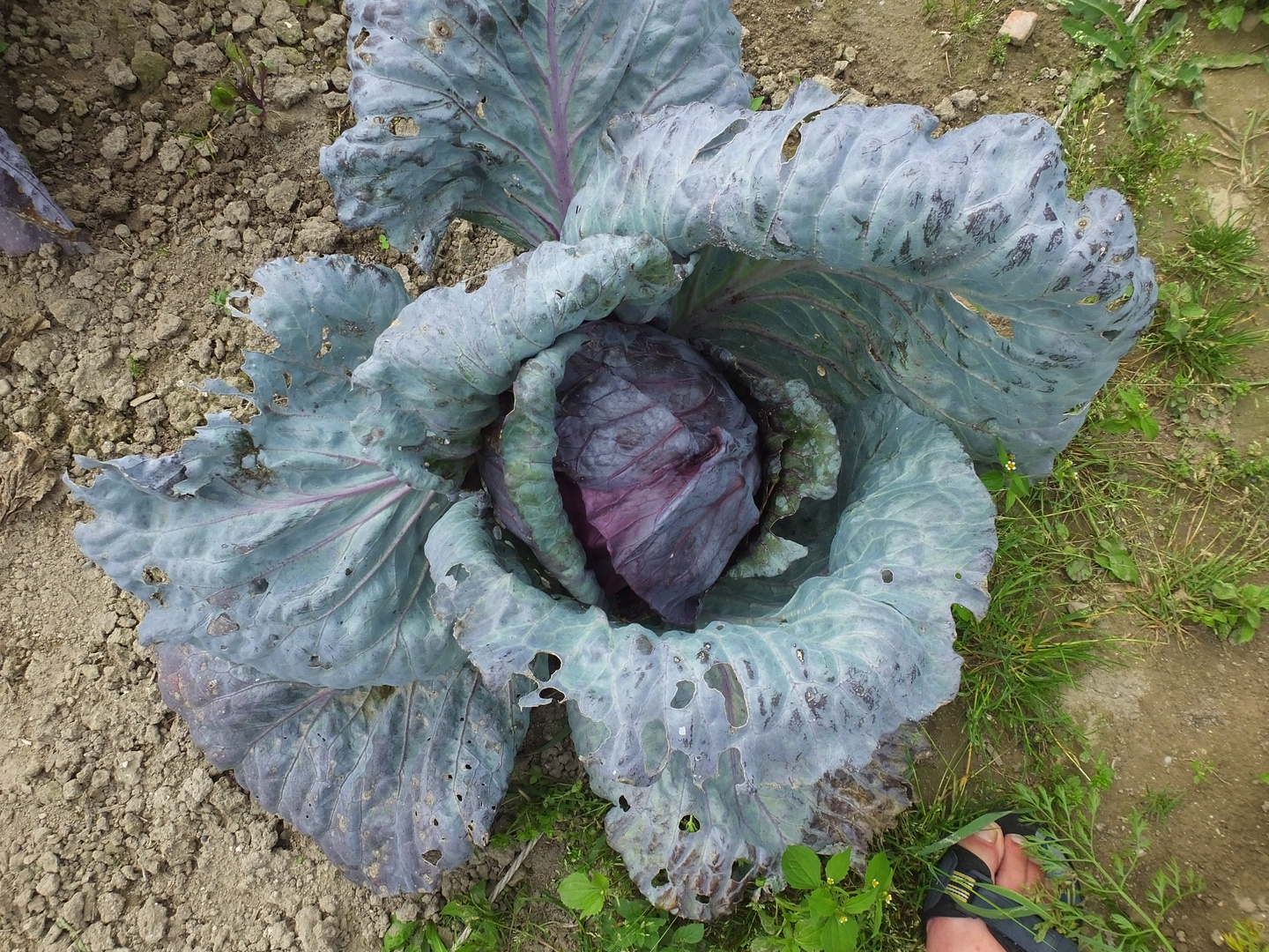 Rotkohl (Blaukraut)