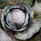 Rotkohl