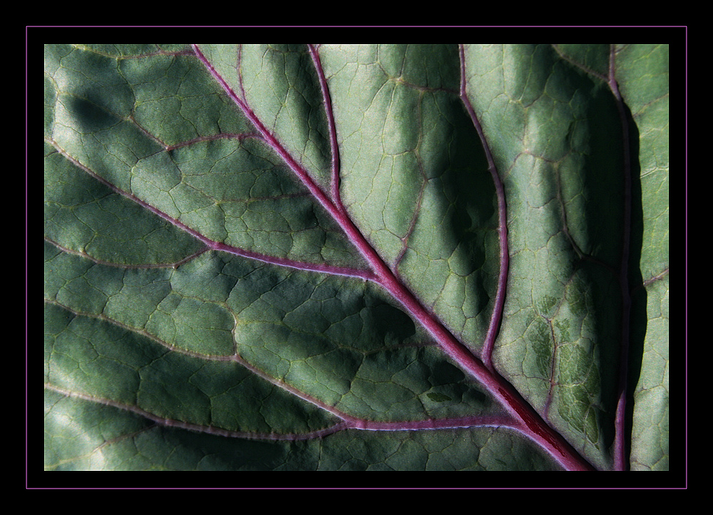 Rotkohl - einmal anders serviert