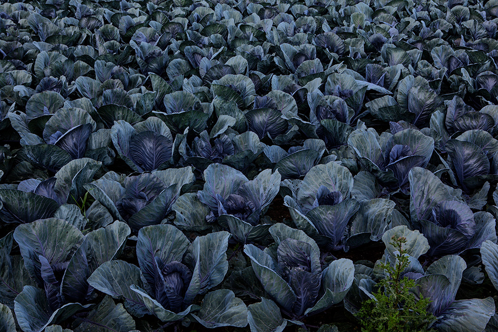 Rotkohl ist gesund