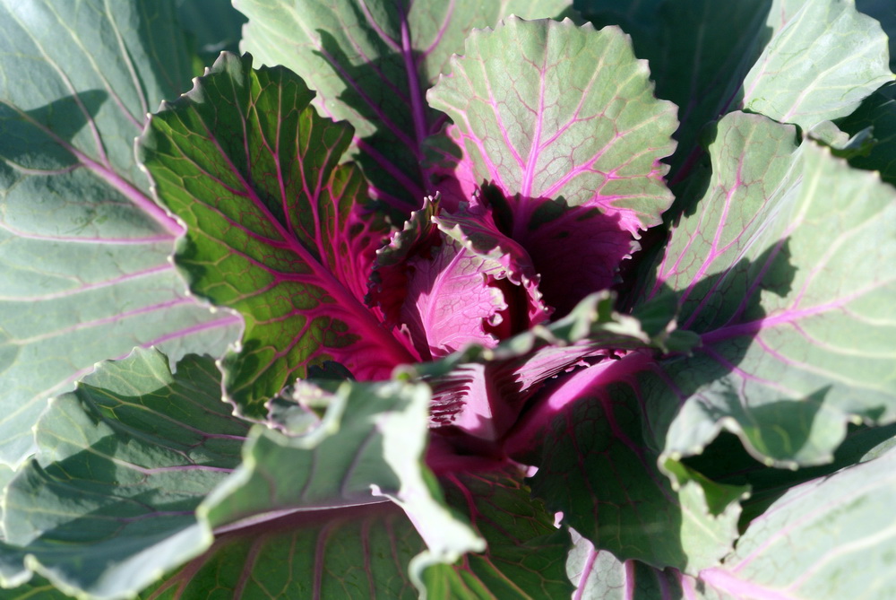 Rotkohl oder Grünkohl...