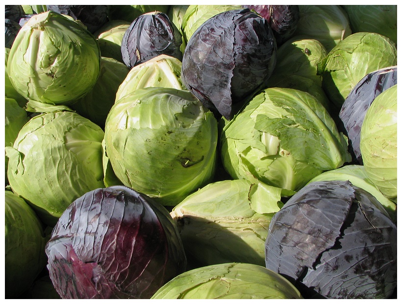 Rotkohl - Weißkohl