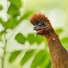 Rotkopf-Guan (Ortalis erythroptera)