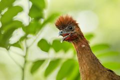 Rotkopf-Guan (Ortalis erythroptera)