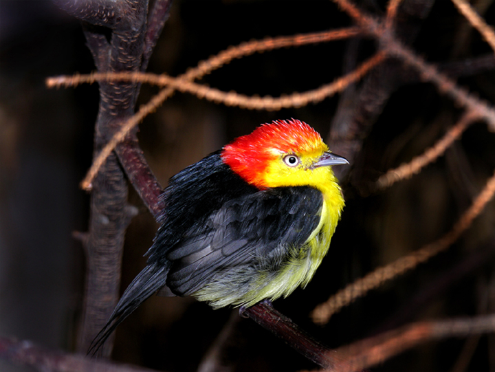 Rotkopf Schnurrvogel