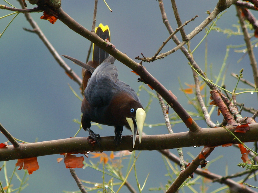 Rotkopf-Stirnvogel (Psarocolius wagleri), Guatemala 2008