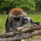 Rotkopfaffen auf Zanzibar