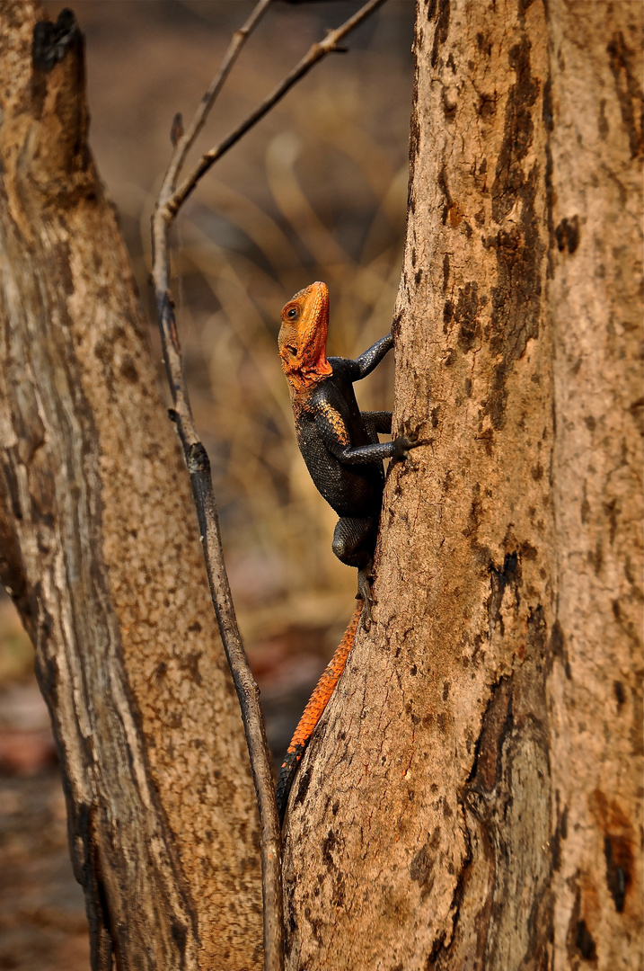 Rotkopfagame Uganda 