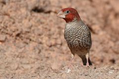 Rotkopfamadine im Damaraland