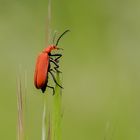 Rotkopfiger Feuerkäfer