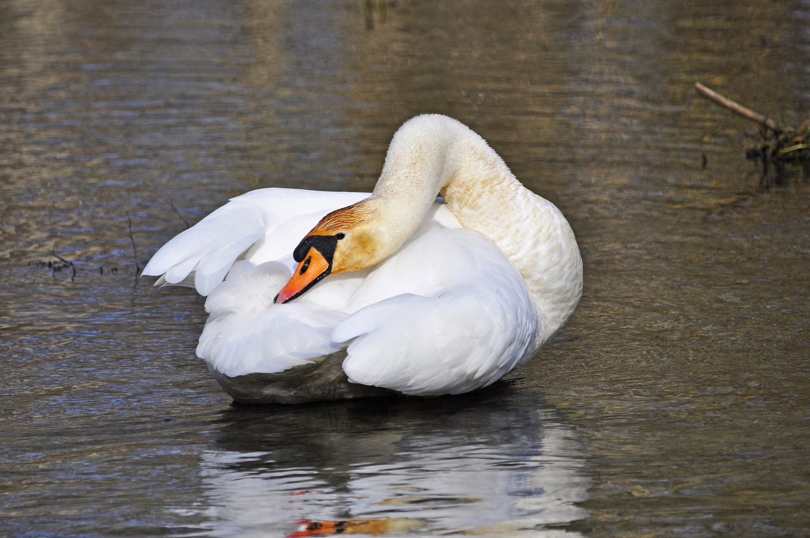 Rotkopfschwan