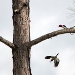 Rotkopfspecht - Red-headed Woodpecker (Melanerpes erythrocephalus)