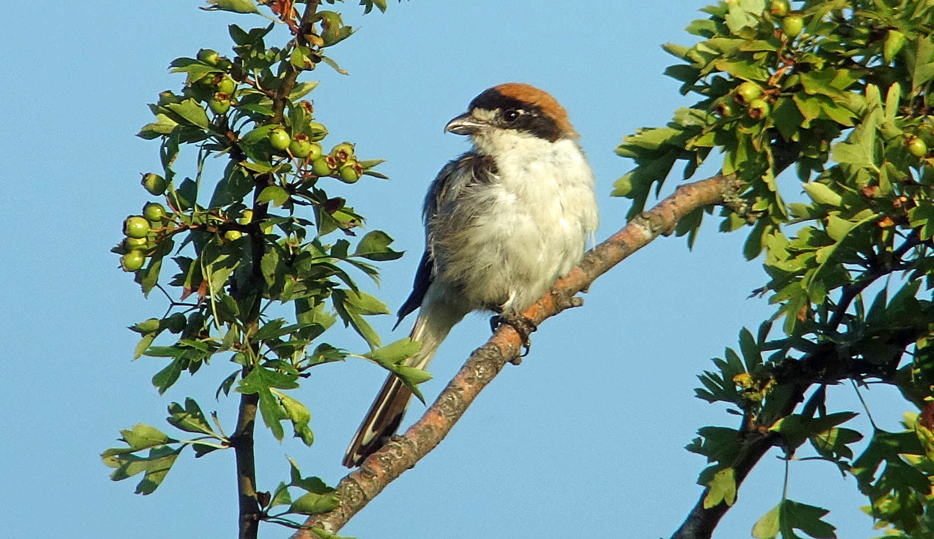 Rotkopfwürger, Schweiz, Juli 2015