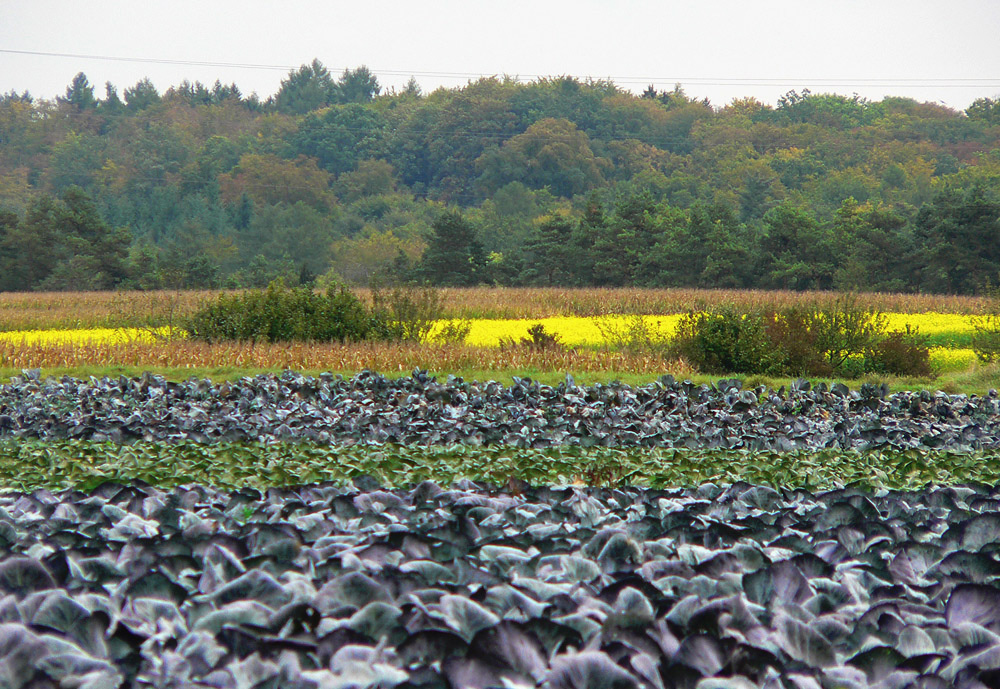 Rotkraut an bunten Landschaftsstreifen