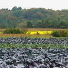 Rotkraut an bunten Landschaftsstreifen