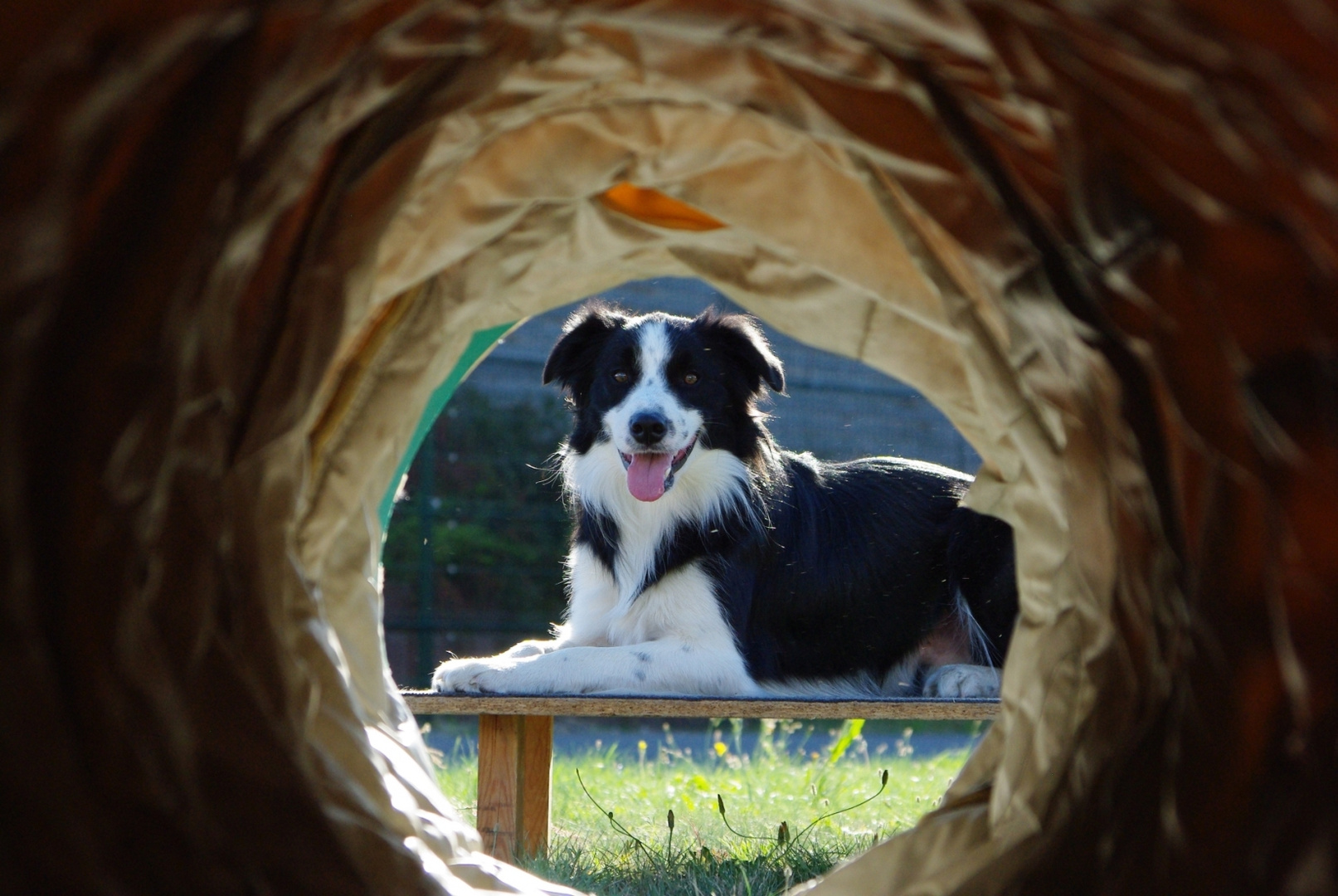 Rotkreuz-Hund