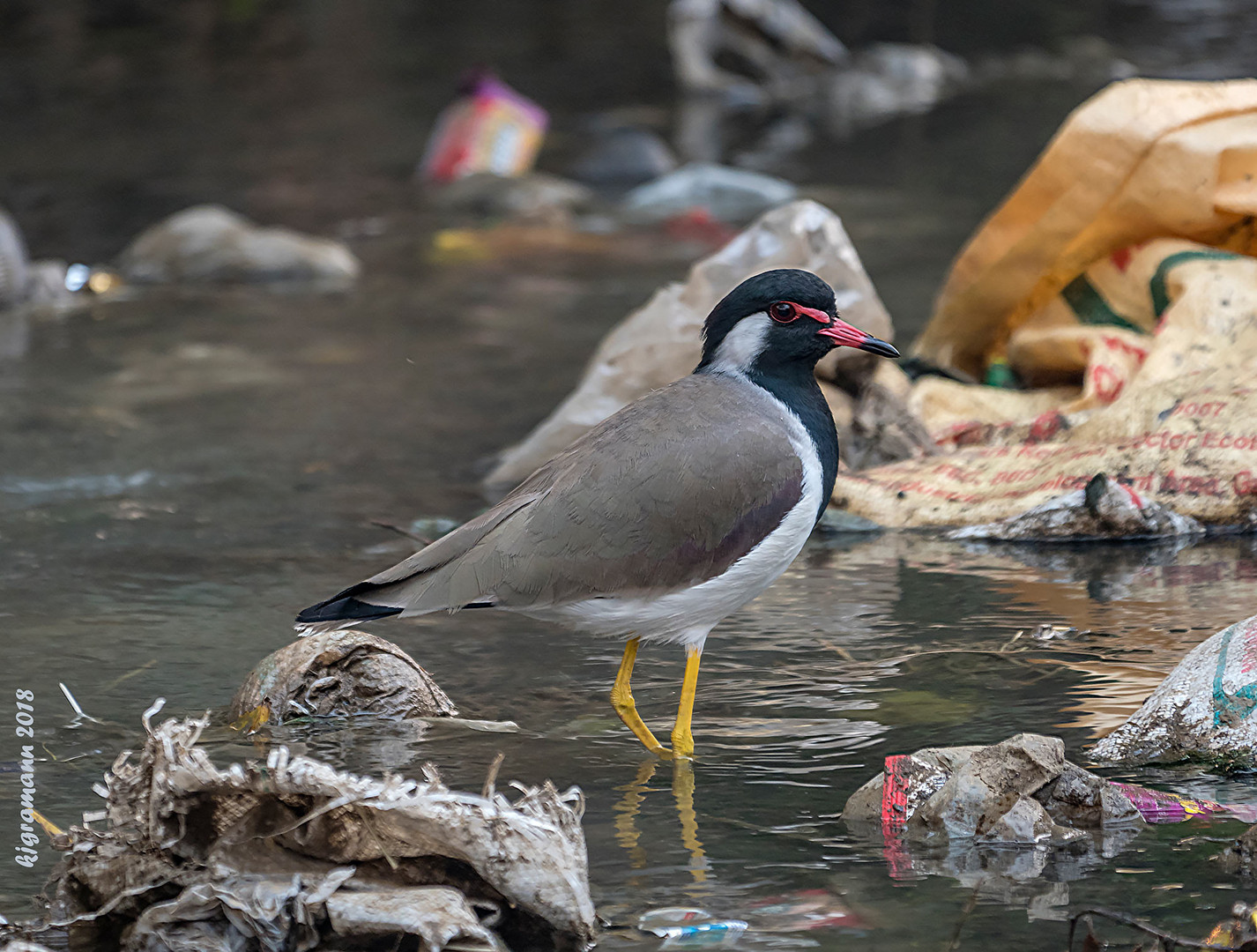 rotlappenkiebitz (vanellus indicus) .....