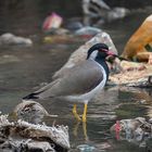 rotlappenkiebitz (vanellus indicus) .....