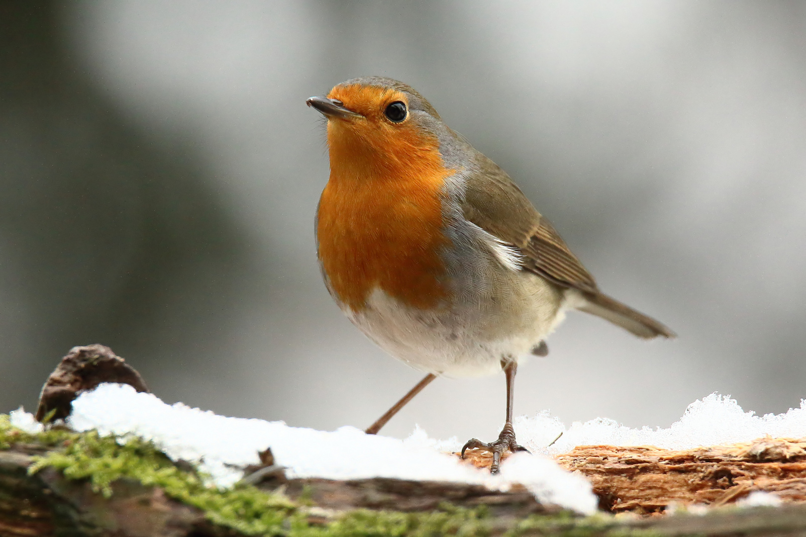 Rotlatz im Schnee