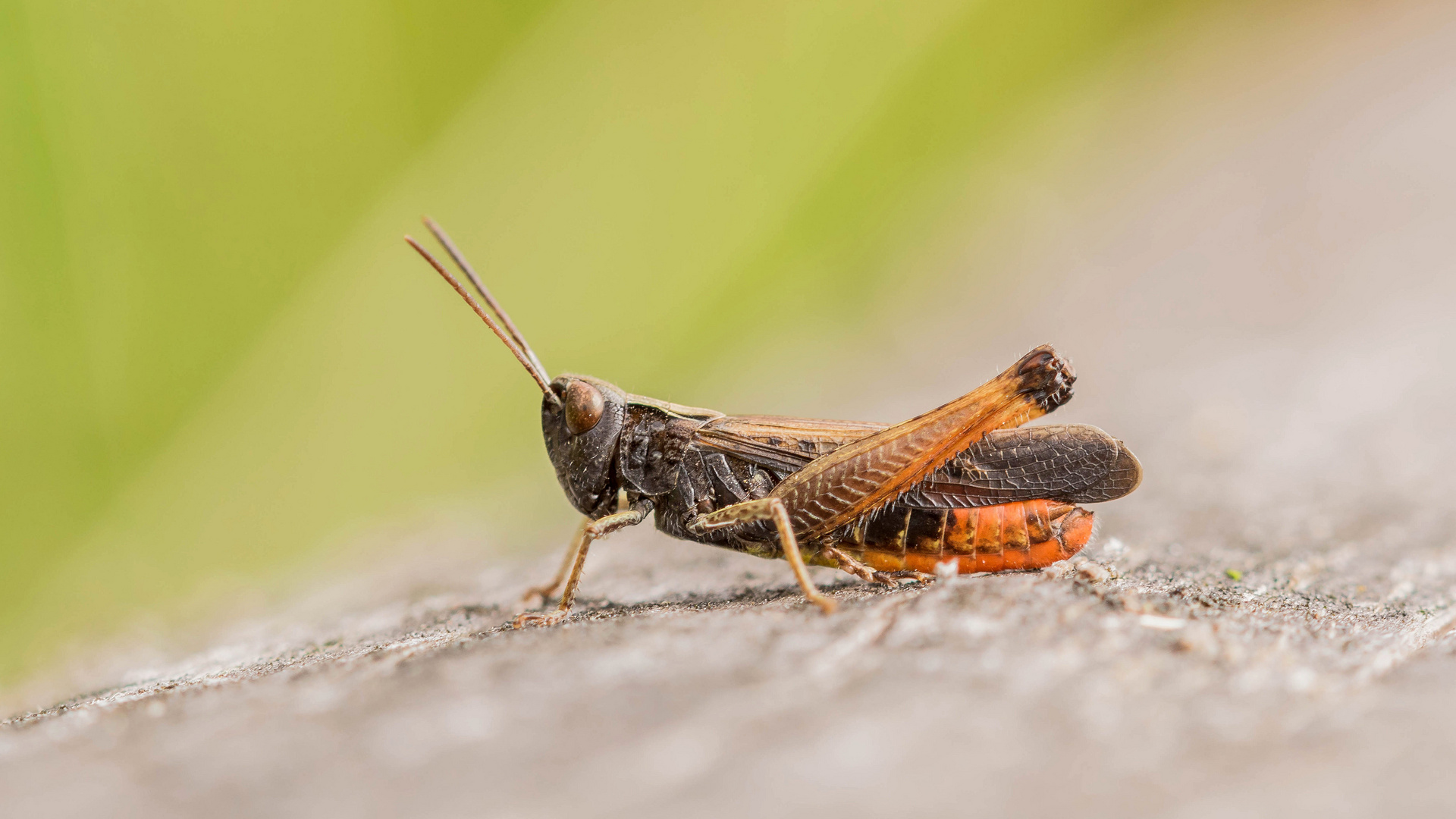 Rotleibiger Grashüpfer Männchen