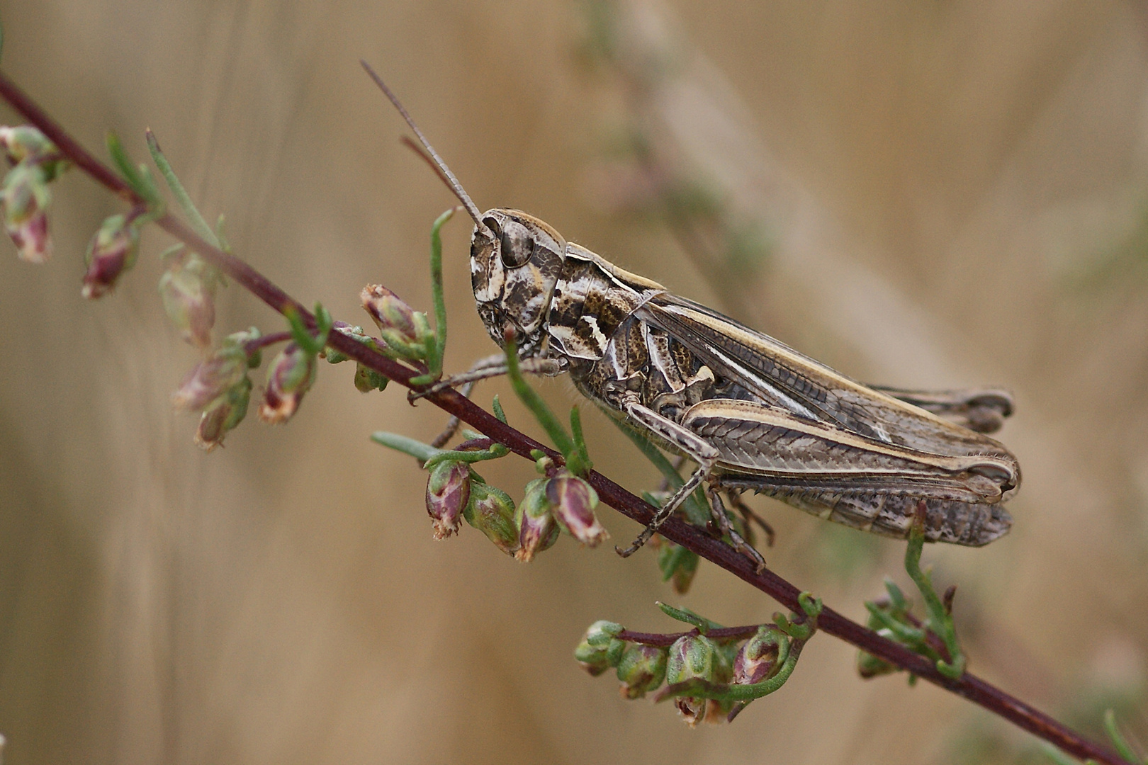 Rotleibiger Grashüpfer (Omocestus haemorrhoidalis), Weibchen