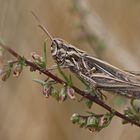 Rotleibiger Grashüpfer (Omocestus haemorrhoidalis), Weibchen