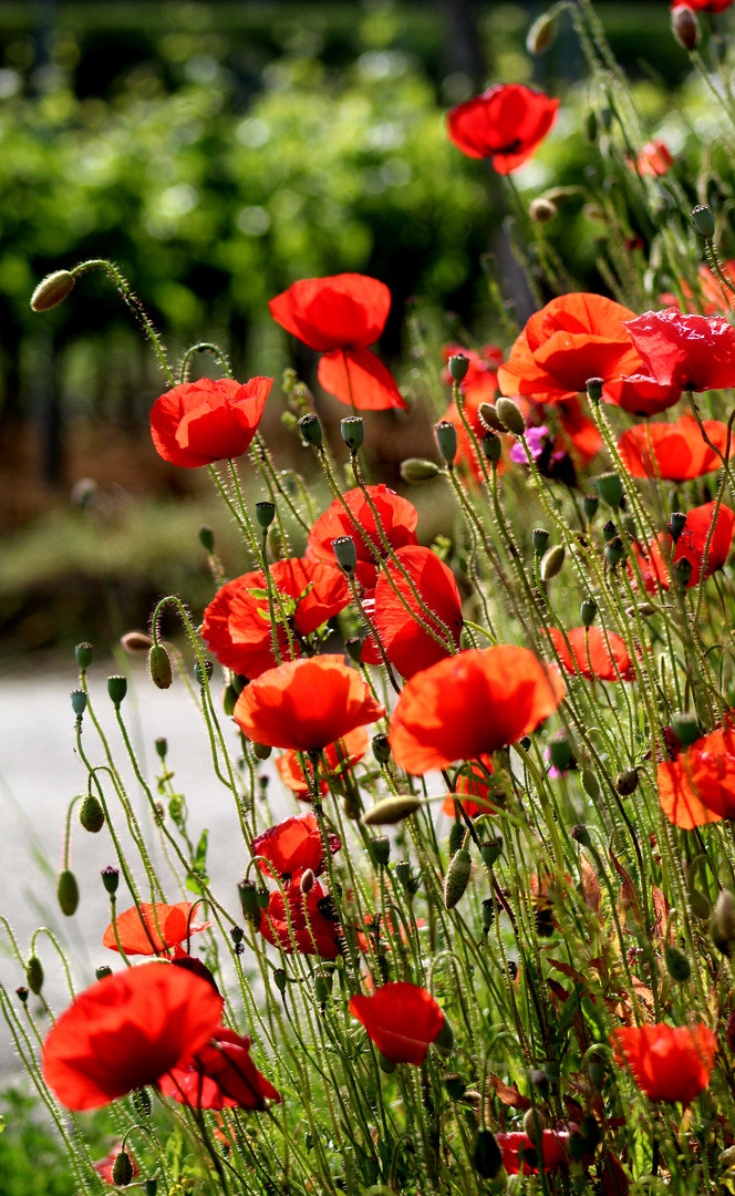 rotleuchtender Klatschmohn 