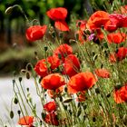 rotleuchtender Klatschmohn 