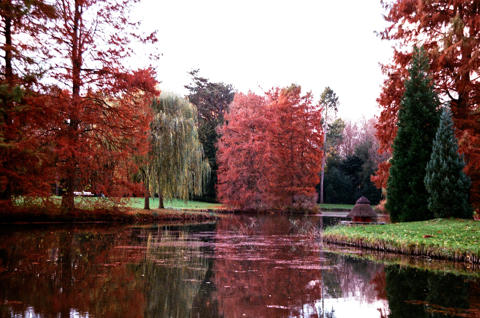 Rotlicht im Park am Abend  